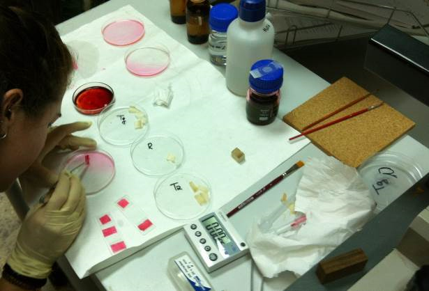Ensayos de resistencia a hongos de pudrición, realizados en el Laboratorio de Microbiología de AIDIMME
