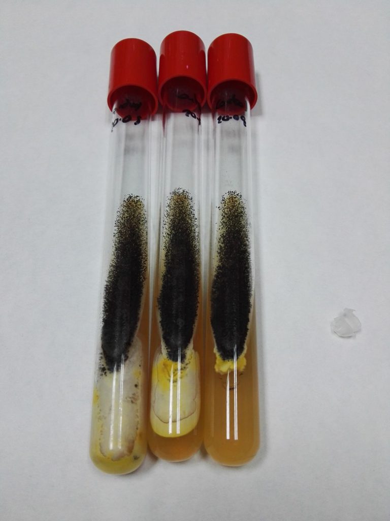Cultivo activo de uno de los hongos (Aspegillus niger) empleados en los ensayos de eficacia antimicrobiana. AIDIMME.