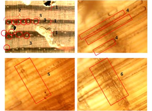 Imagen 1. Fotografías tomadas de los planos transversal, radial y tangencial de una muestra de pino silvestre. Proyecto MEND-ME