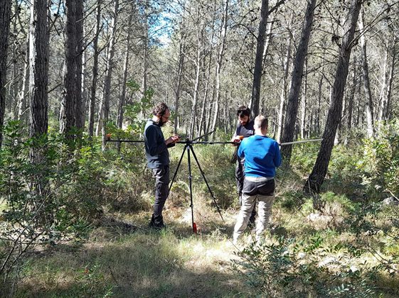 gestión forestal - proyecto wood forest