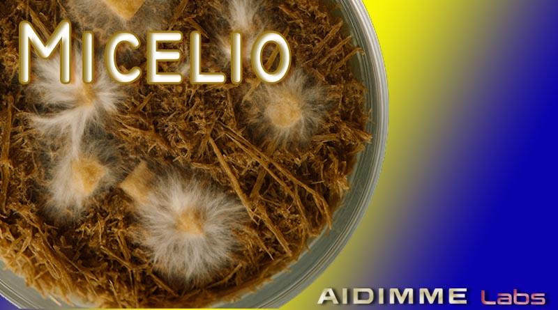 micelio